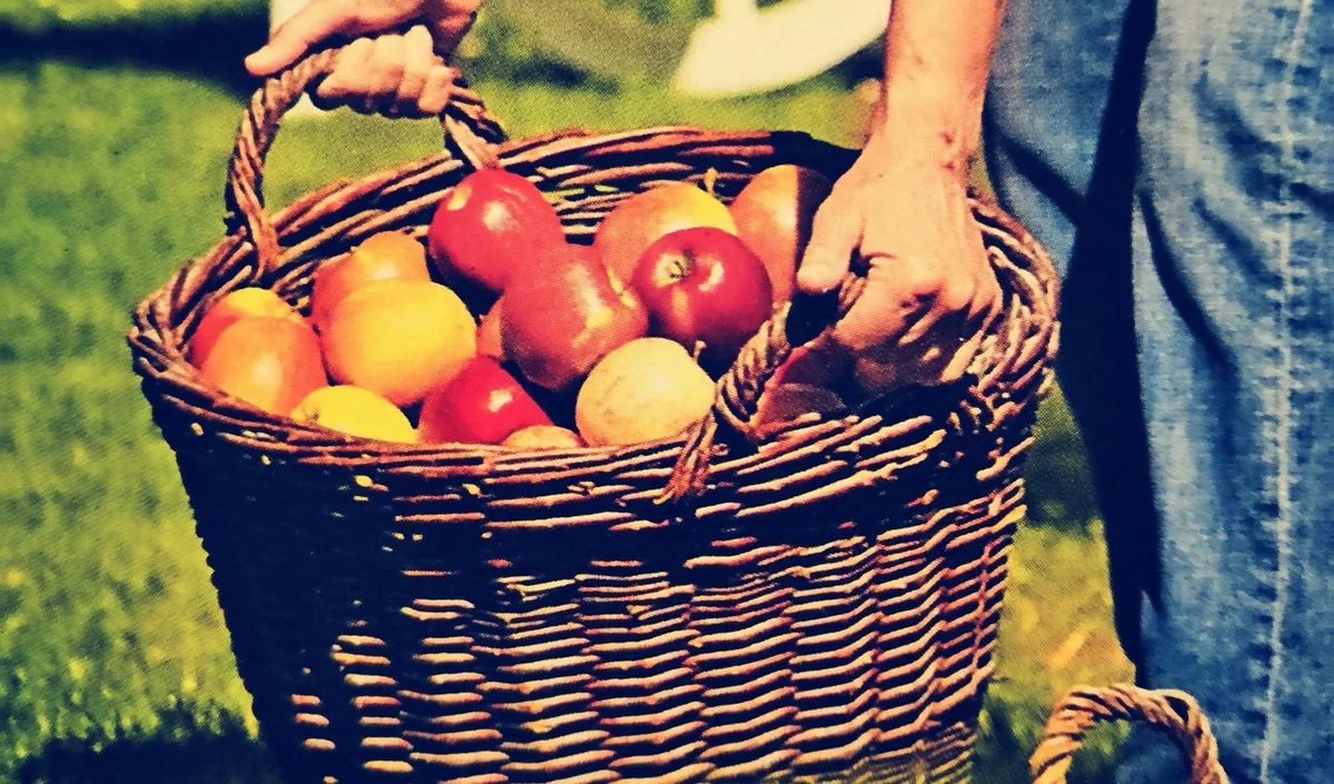 яблоня урожай.