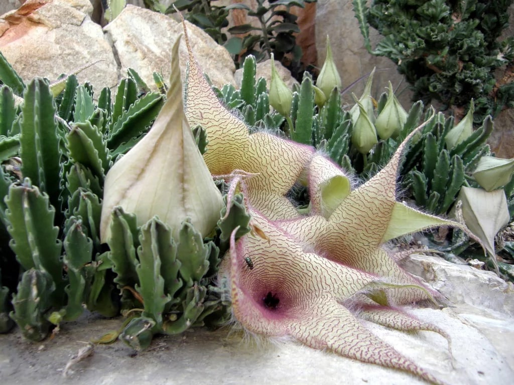 Stapelia glanduliflora