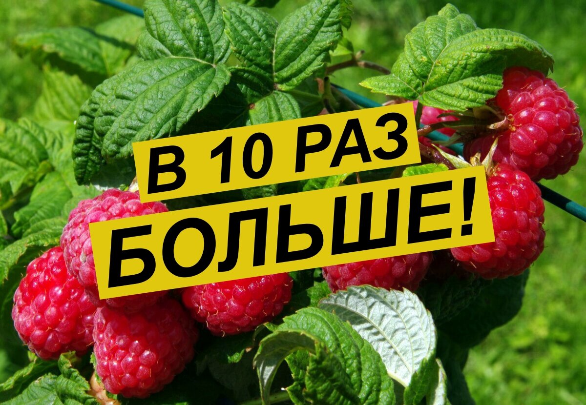 МАЛИНЫ БУДЕТ В 10 РАЗ БОЛЬШЕ! УСПЕЙТЕ ЭТО СДЕЛАТЬ СЕЙЧАС!