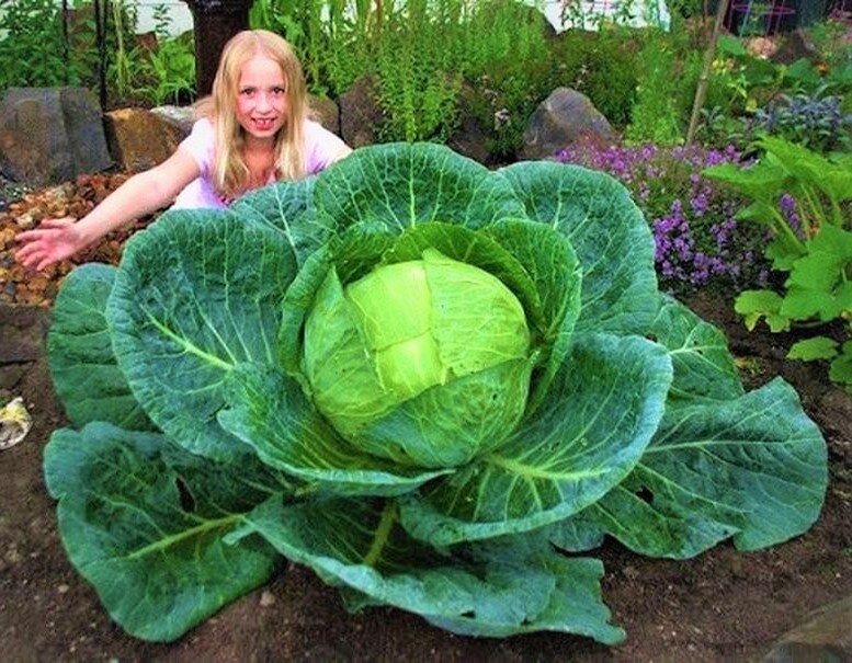  Капуста Мегатон. Фото с сайта: https://clck.ru/TrDZo.