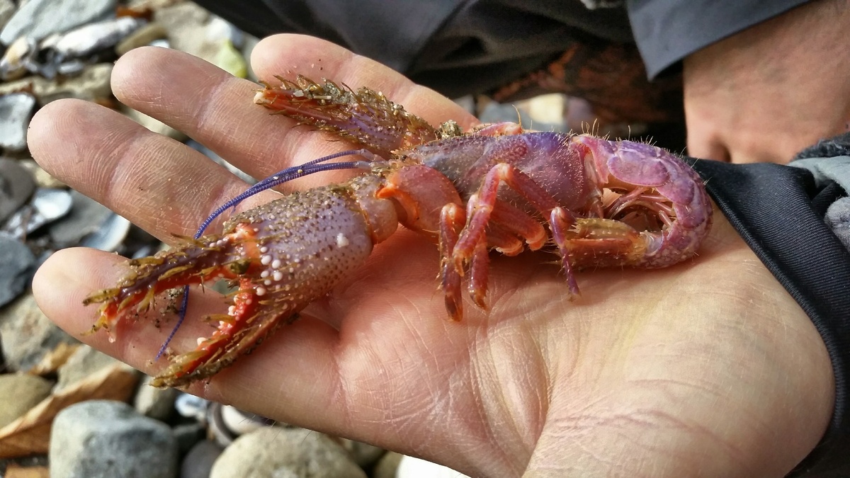 Непонятное существо со всех ракурсов