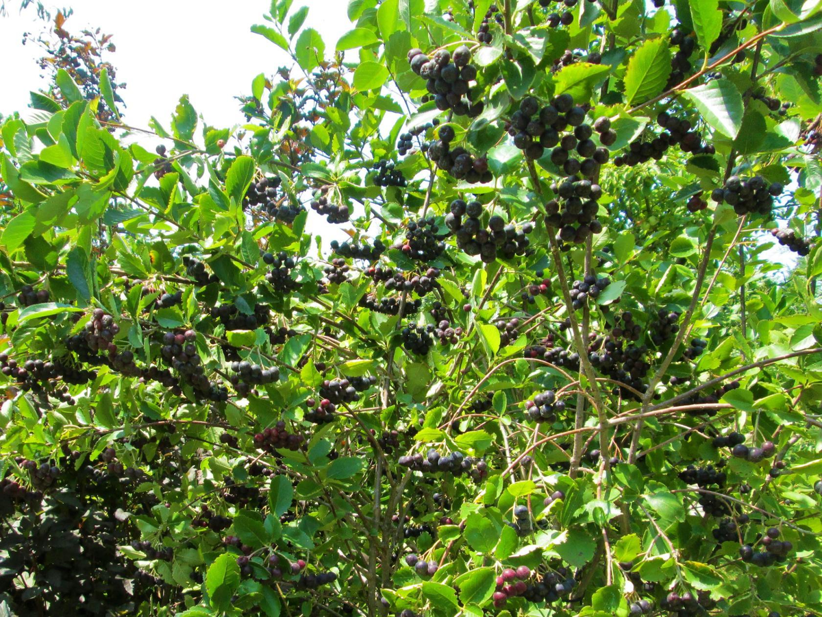 27.07.2018.  АРОНИЯ  /   ЧЕРНОПЛОДНАЯ РЯБИНА.