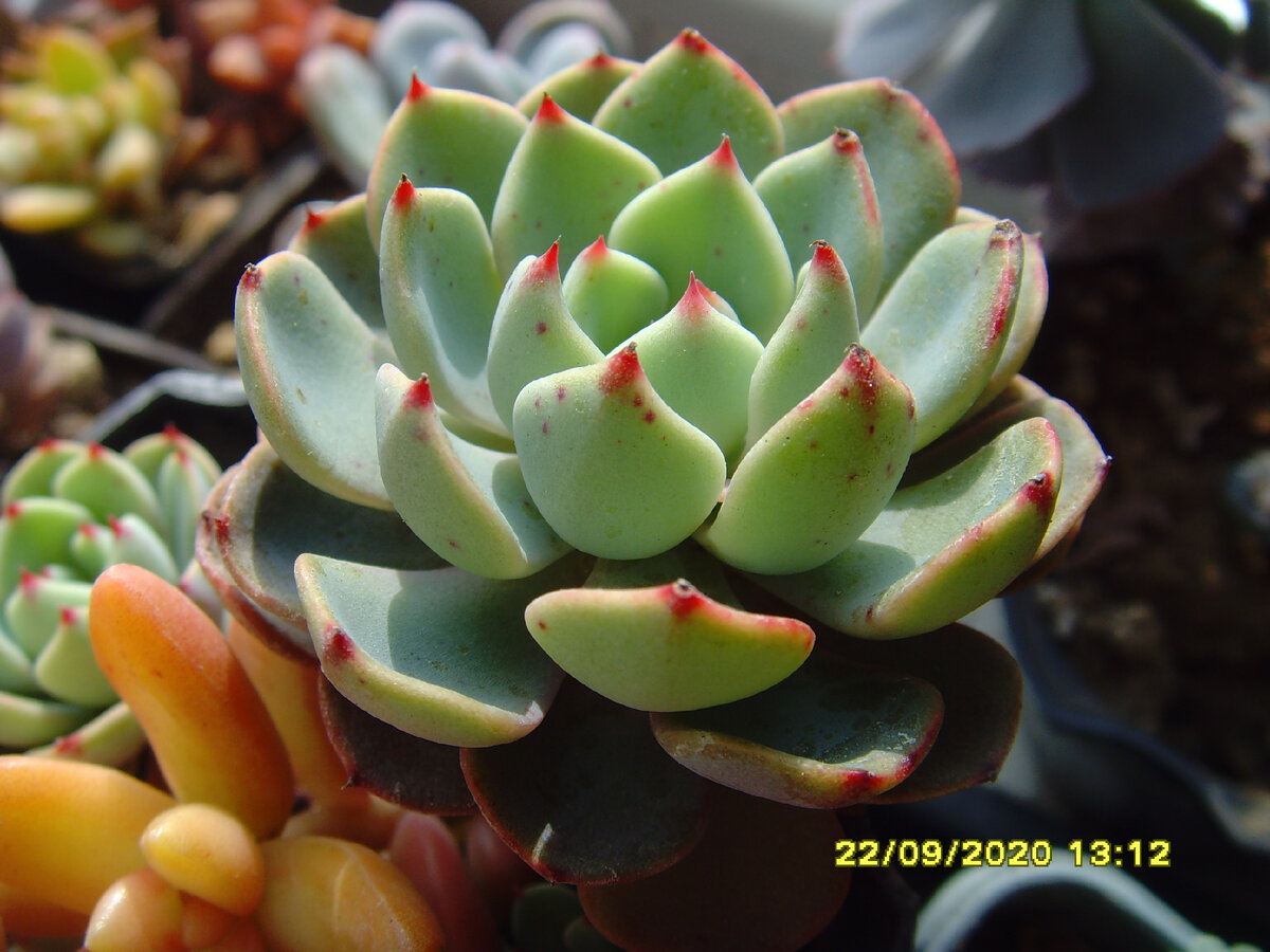 echeveria nanahukumini