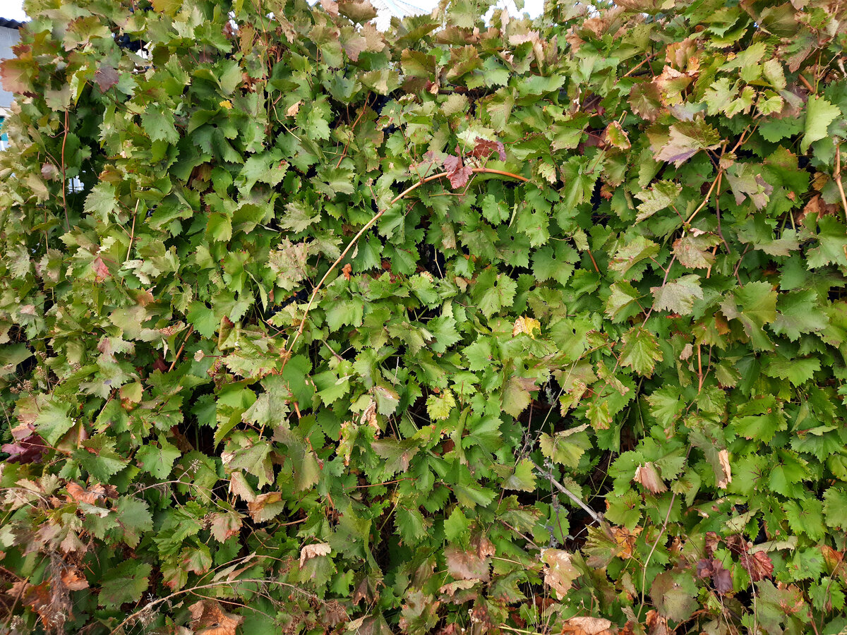 вот мой куст винограда который дает более 50 кг каждый год