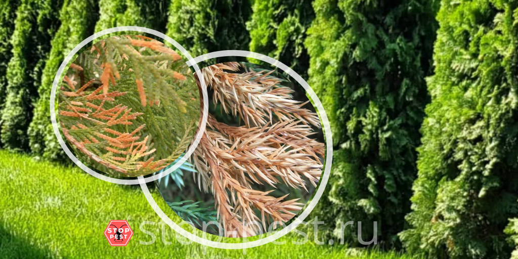 фото сайта https://stop-pest.ru