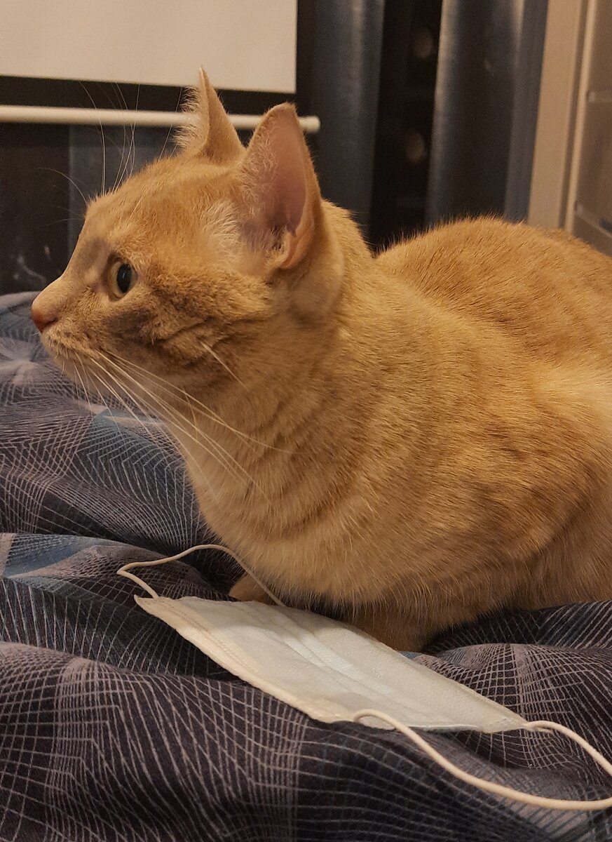 Маски - это беда. Только отвернёшься, или закопал уже, или сожрал, или одел и носится))