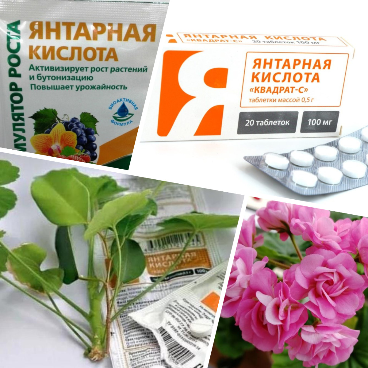 Подкормка, если цветы медленно растут и не цветут, бабушка раскрыла мне секрет с янтарной кислотой1