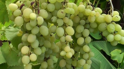 Первая подкормка винограда весной - основа закладки урожая. Как и чемподкормить виноград