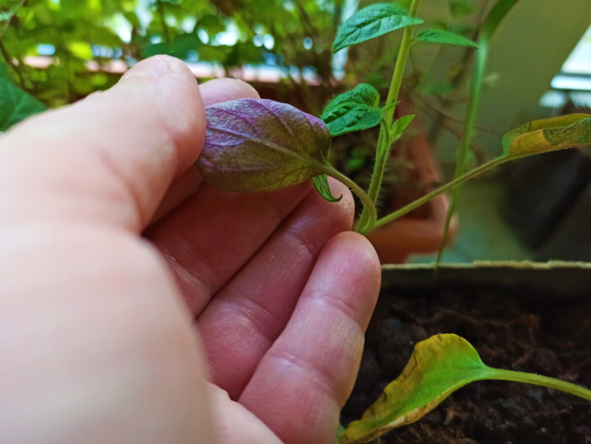  Рассада, которой явно не хватает питания. Фото автора.