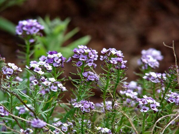 Фото: gardenista.com