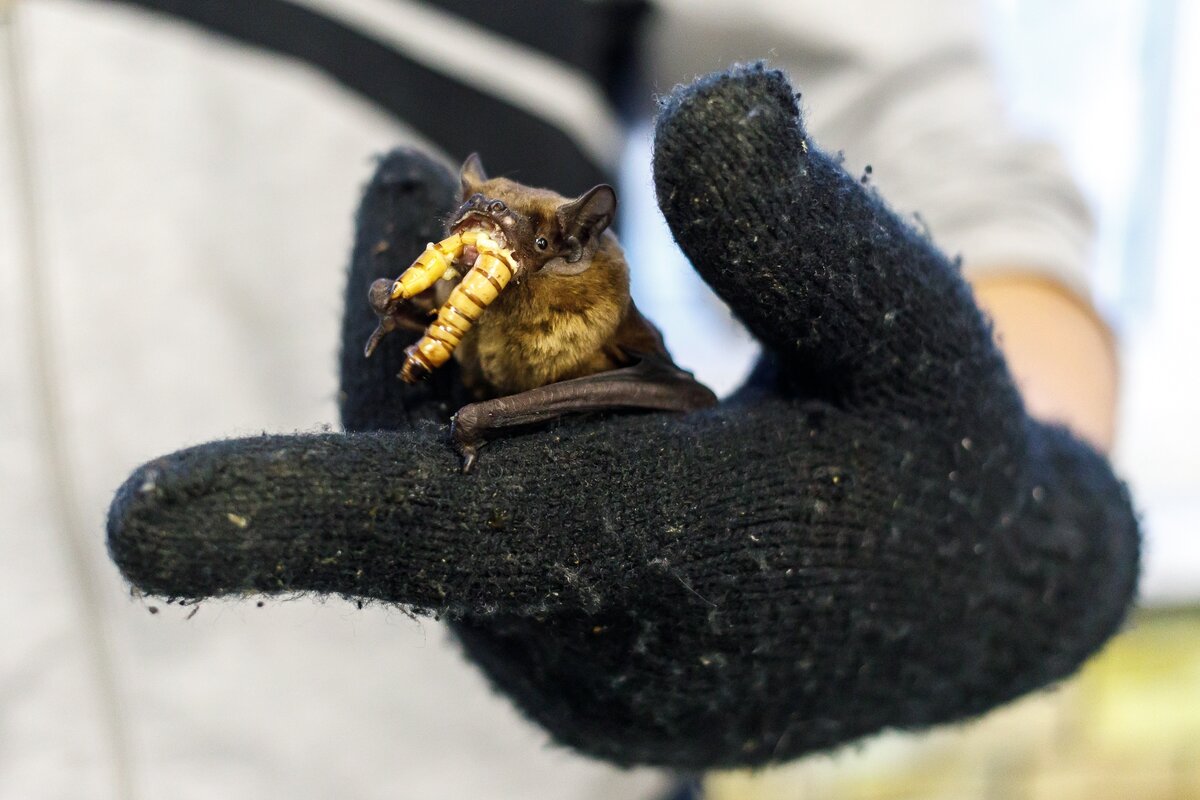 Спасенная Рыжая вечерница, из колонии, выброшенной на помойку в марте 2019 года