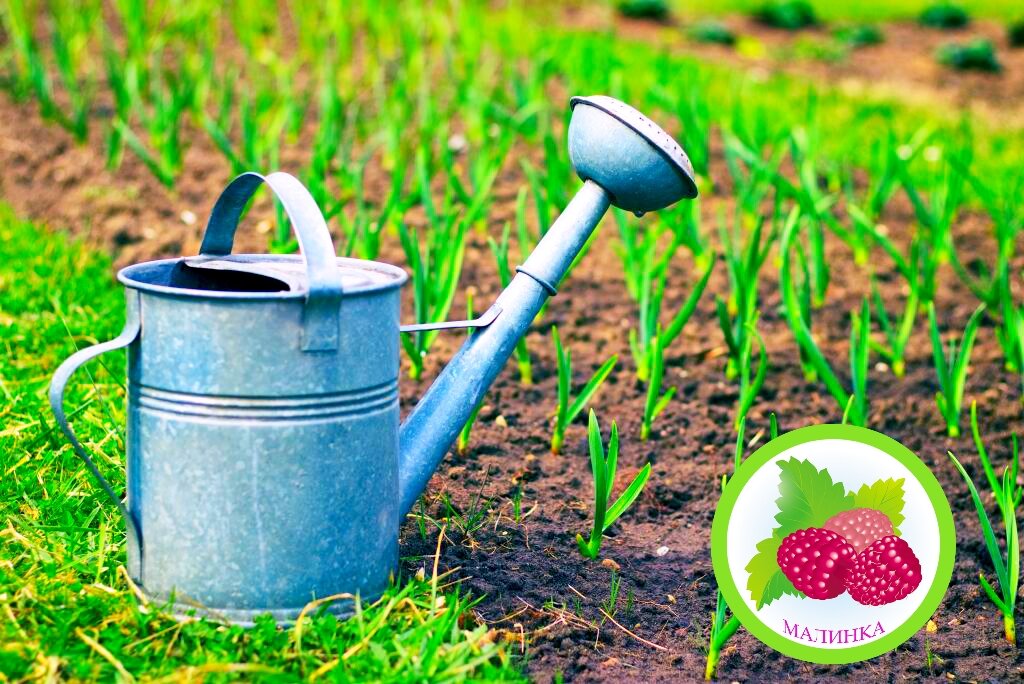 Подкармливать растения нужно в вечернее время. 