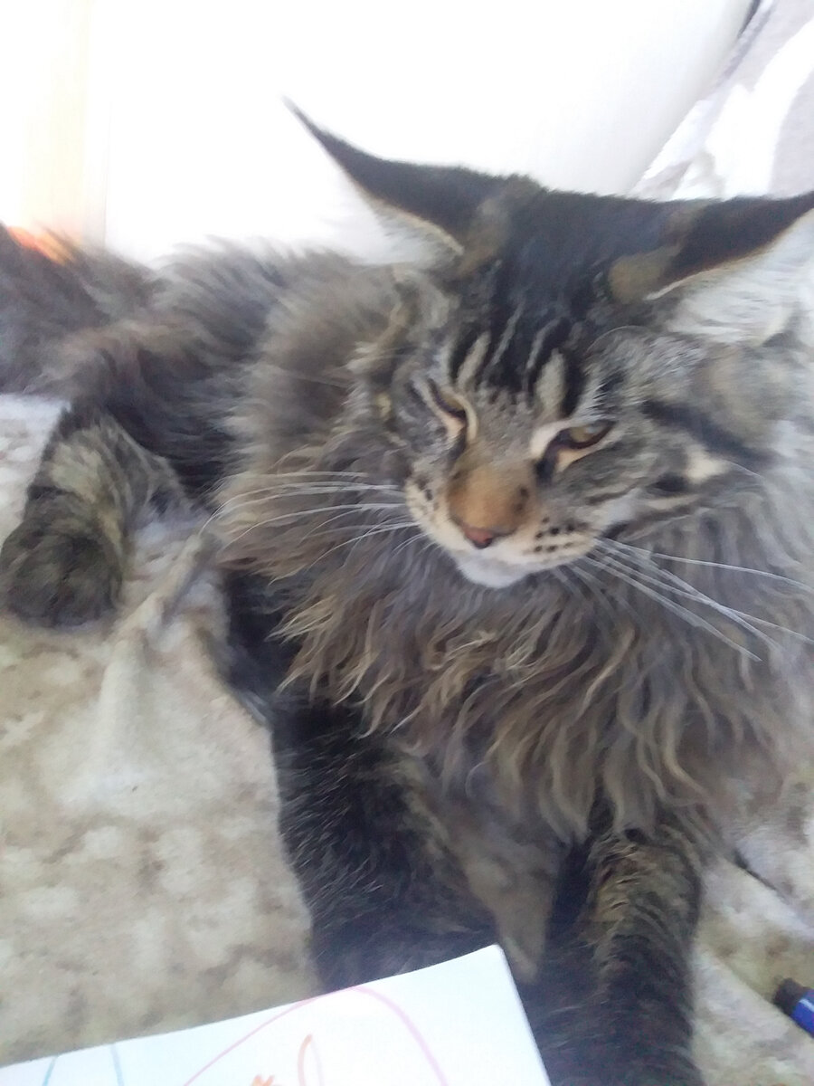 Личное фото кота