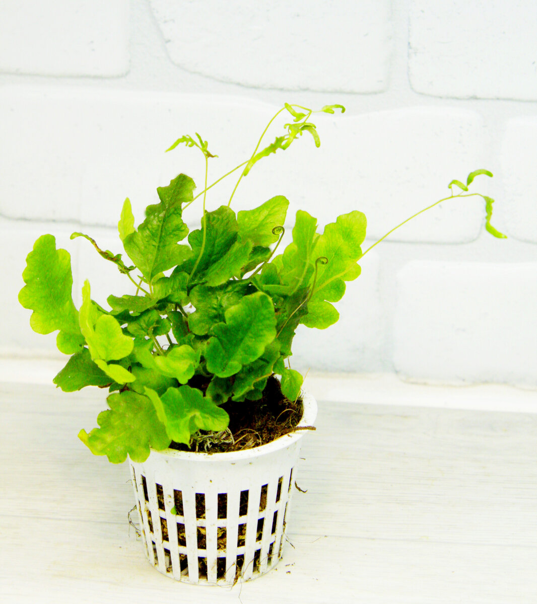 Tectaria zeilanica.Фото автора @masteritayaplants. Растение из личной коллекции автора