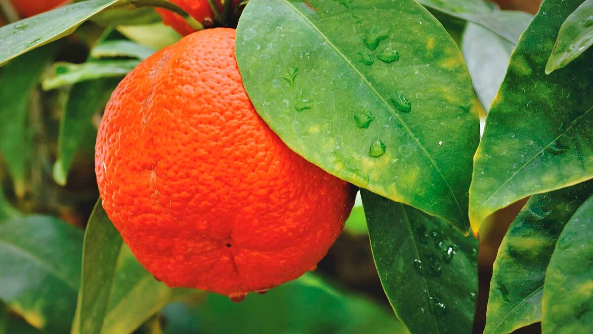 Апельсиновое дерево в домашних условиях