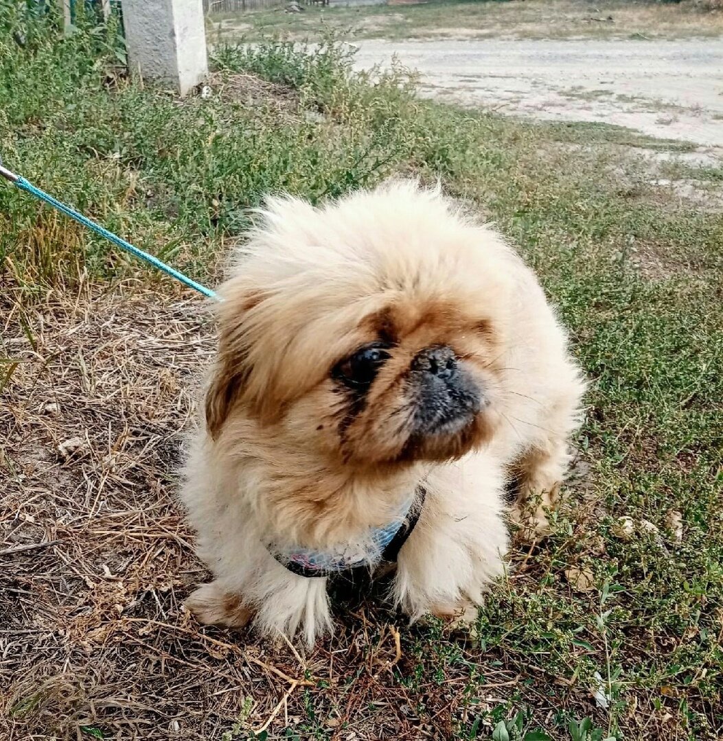 Воронеж, пекинес, мальчик, 3-4 года