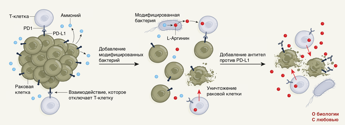 Кратко Ученые из Швейцарии вместе с коллегами из Кембриджа создали штамм кишечной палочки, который использует копящийся в опухоли аммиак для синтеза L-аргинина, которым питаются Т-клетки.