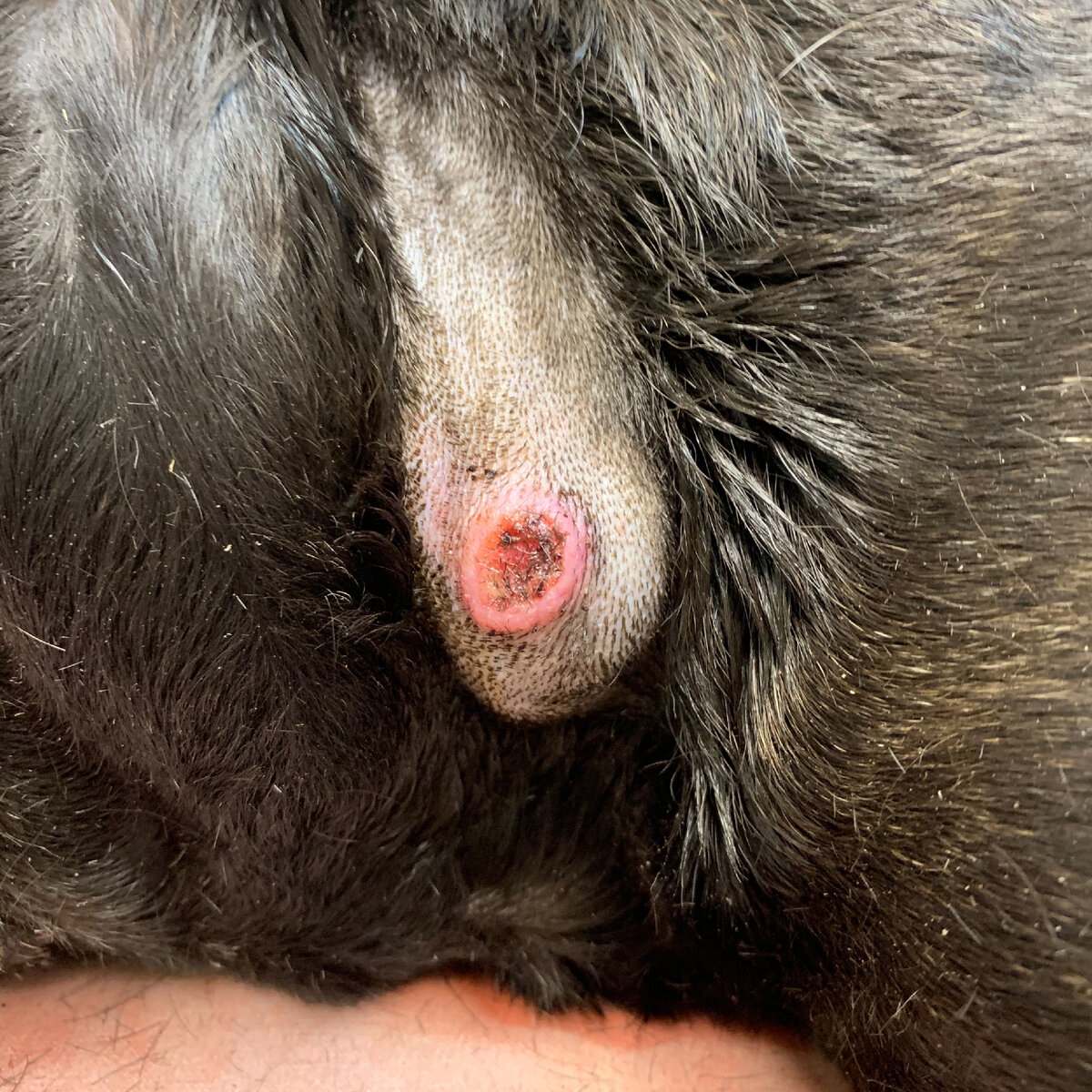 Шишка на шее у моего пациента - бульдога. Появилась, как утверждает владелец, за месяц до приема