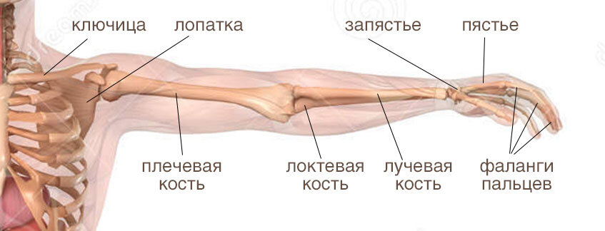 Анатомия