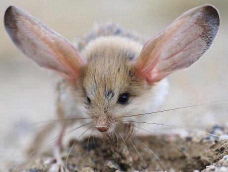 Вот он ушастик -  длинноухий тушканчик.   Источник:popmech.ru