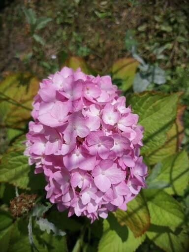 Гортензия крупнолистная.                    =   ЛИСТАТЬ   =