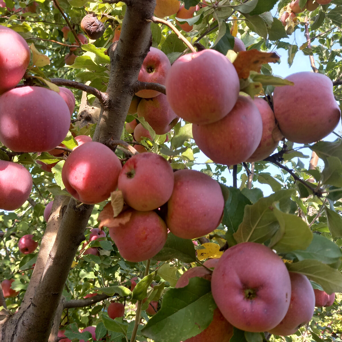 Обратите внимание, плоды сконцентрированы внутри кроны, на тонких веточках, к этому результату мы и стремимся.