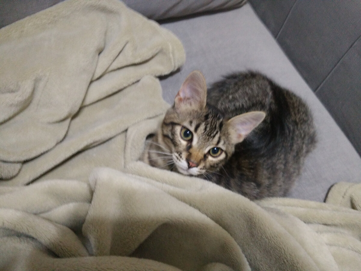 Дуська в засаде