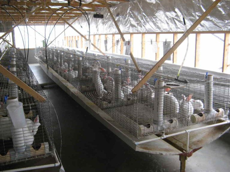 Кроличья ферма