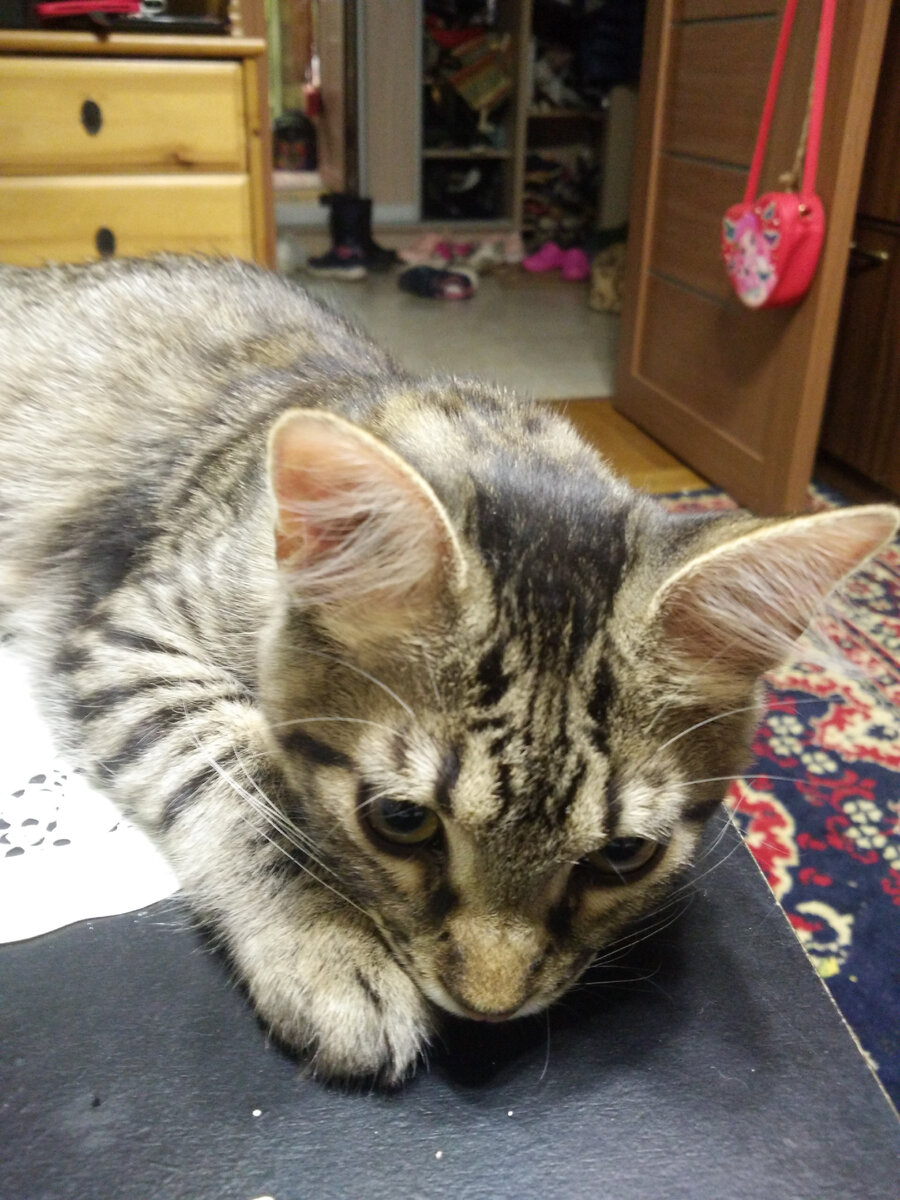 Дульсинея в печали