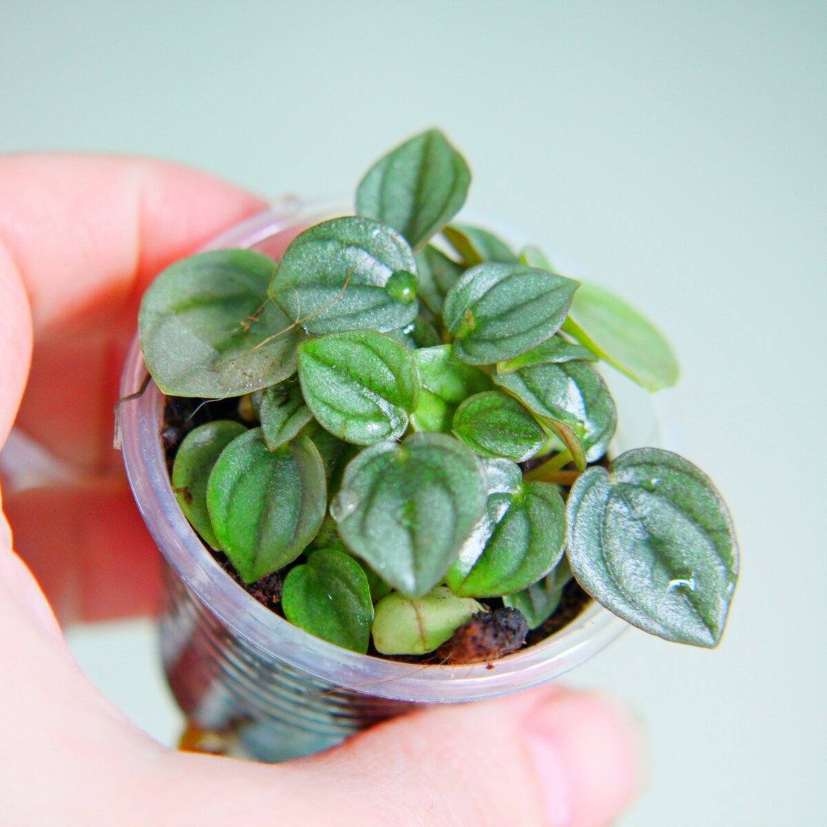 Peperomia cuspidilimba