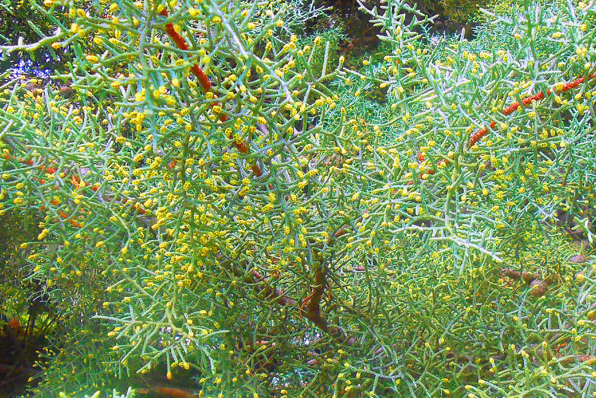 хвоя речного кедра