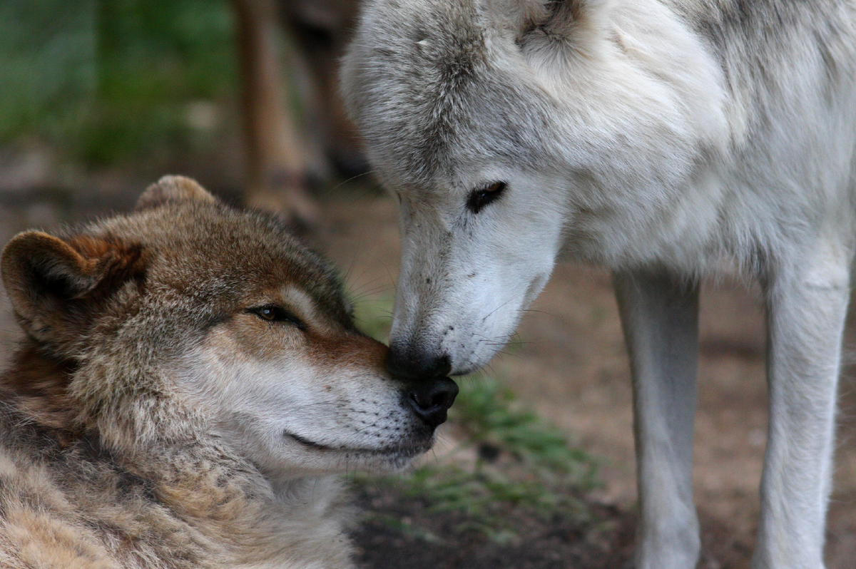 Волк и волчица. Волки любовь. Волки преданность. Волки пара.