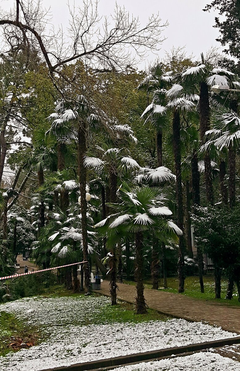 Пальмы в снегу. Фото автора.