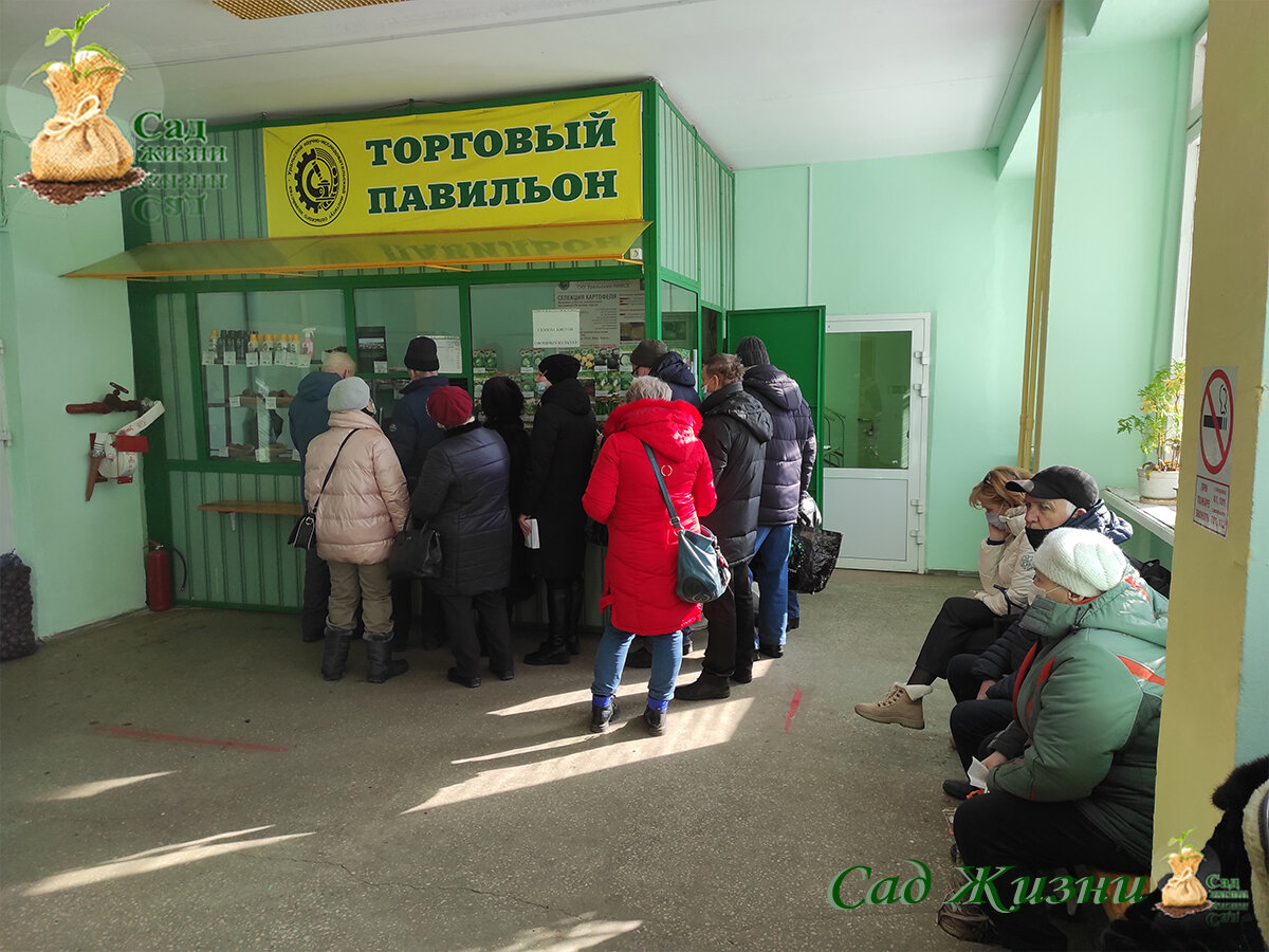 Покупаем посадочный картофель