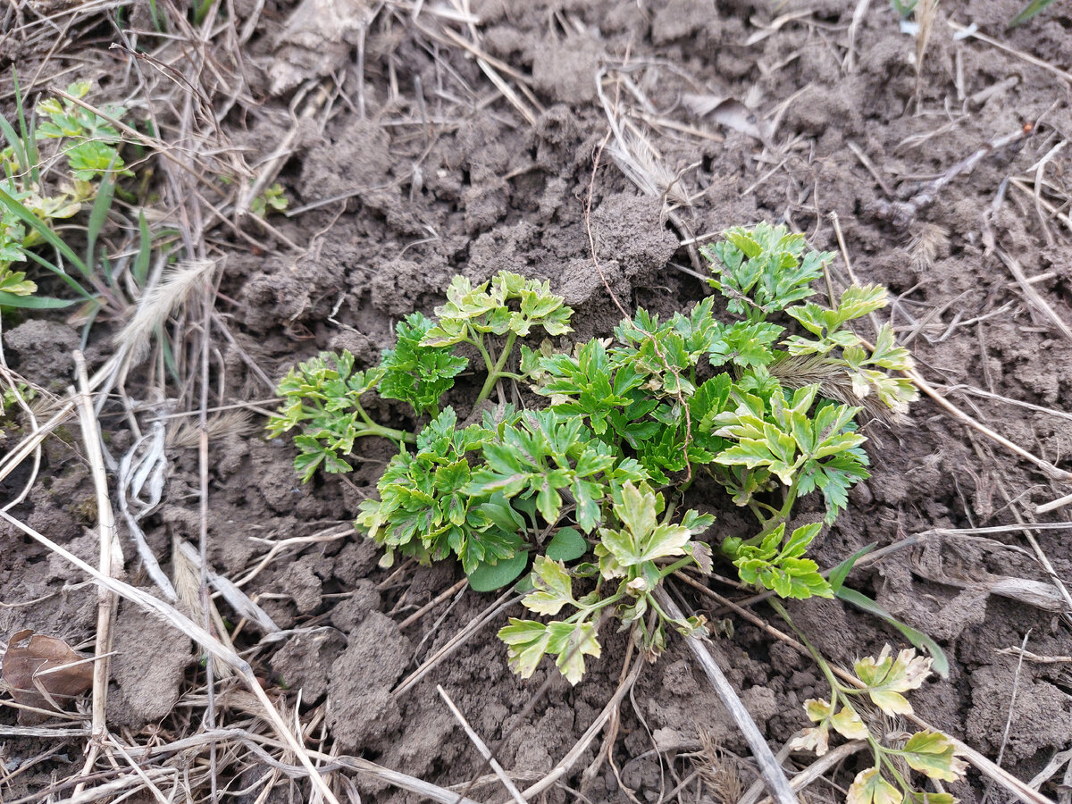 Фото автора Петрушка на огороде