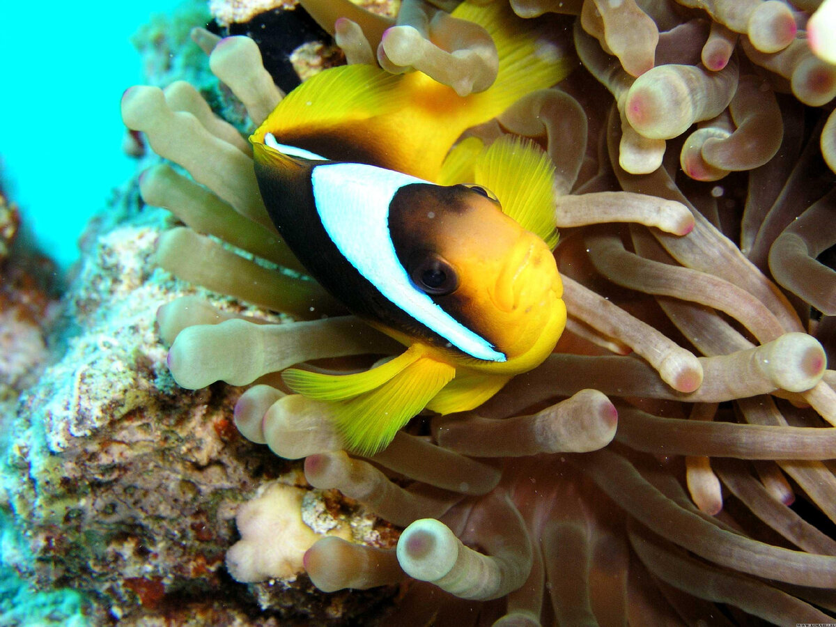 Отношения анемона и рыбы-клоуна яркий пример совместного существования и взаимопомощи.  Рыба-клоун поедает водоросли с поверхности анемона, благодаря чему он остается чистым и здоровым.