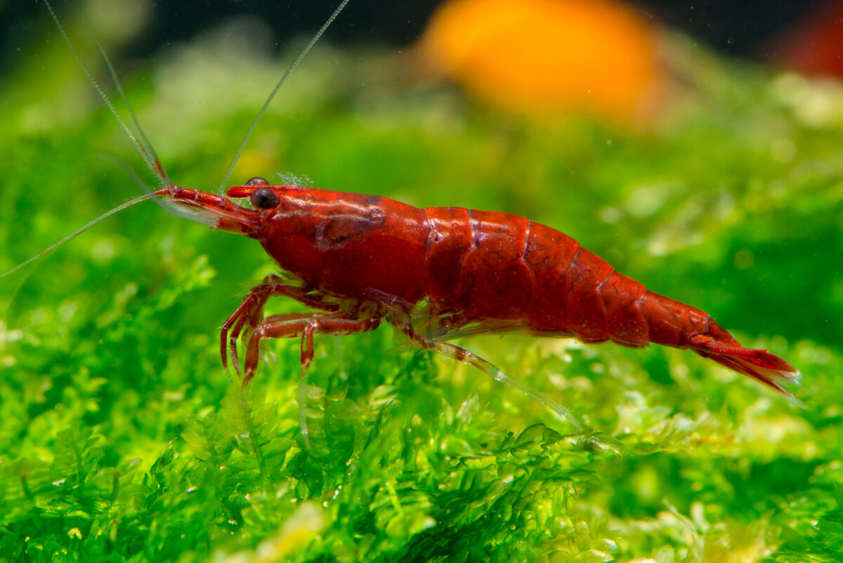 Про креветок. Креветка неокаридина. Креветки черри Neocaridina heteropoda.. Креветка вишня Red Cherry Shrimp. Аквариумные креветки неокардины.