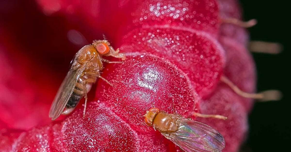 Сколько живут мошки на улице. Малиновая стеблевая Муха. Мушка дрозофила. Плодовая Муха дрозефила.