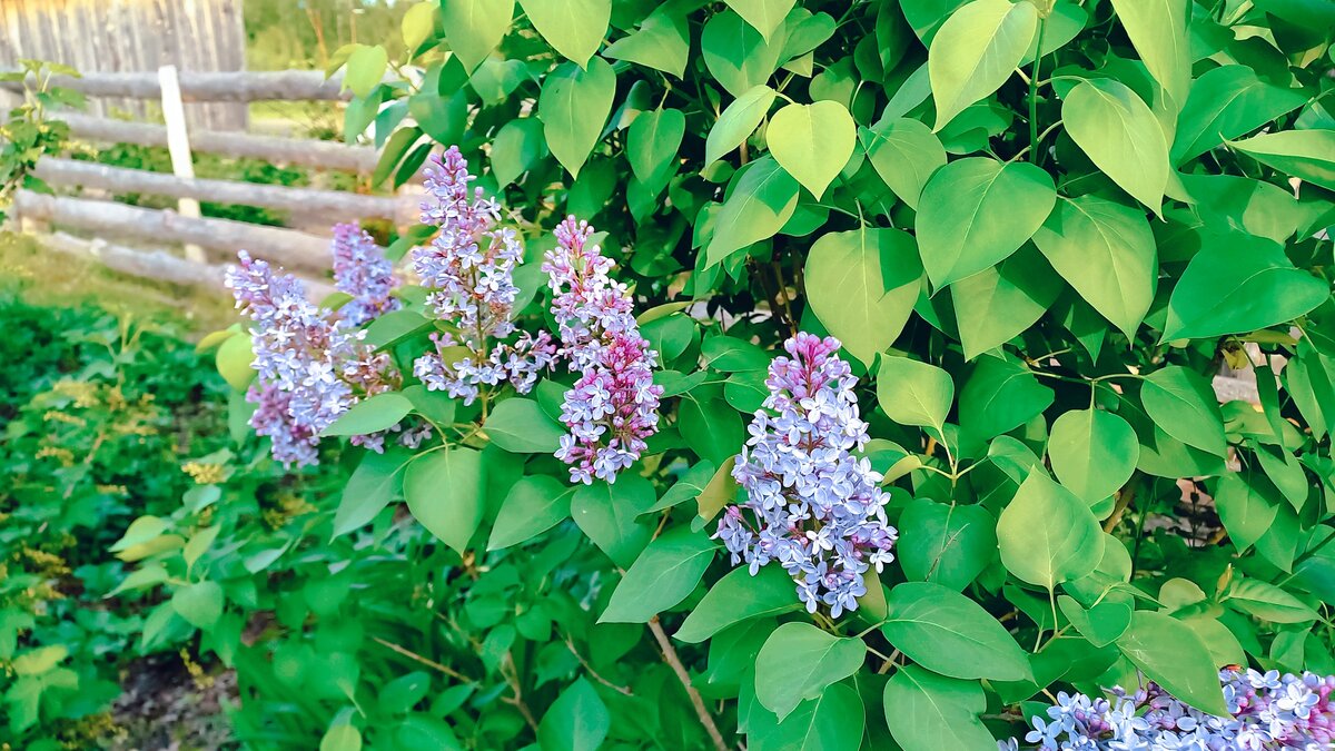 Фото из домашнего архива