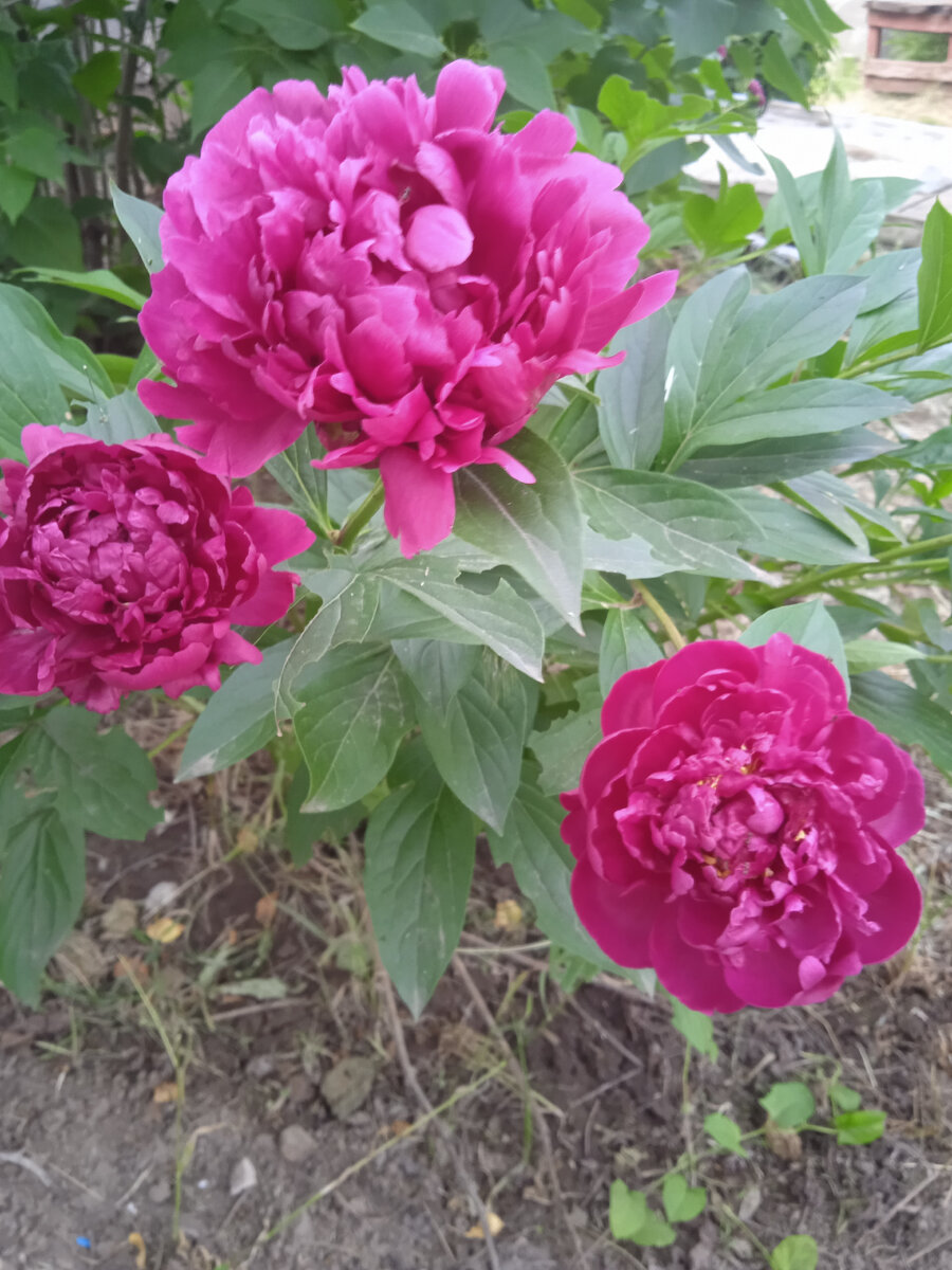 Пион травянистый