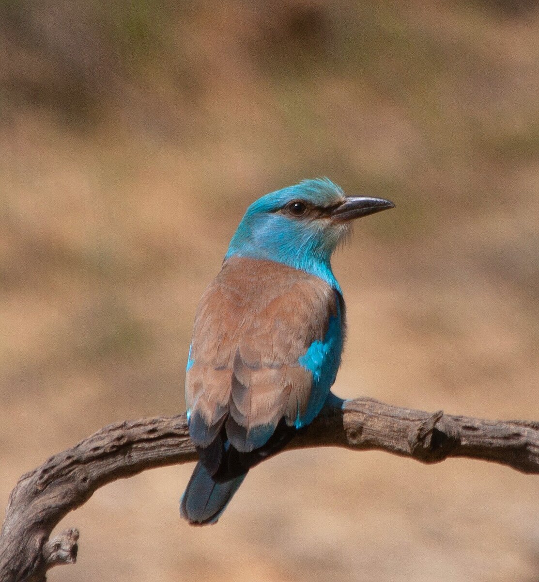 Сизоворонка в крыму. Coracias garrulus птица. Птицы намибии. Птица сизоворонка сканворд 5. Сизоворонка птенцы.