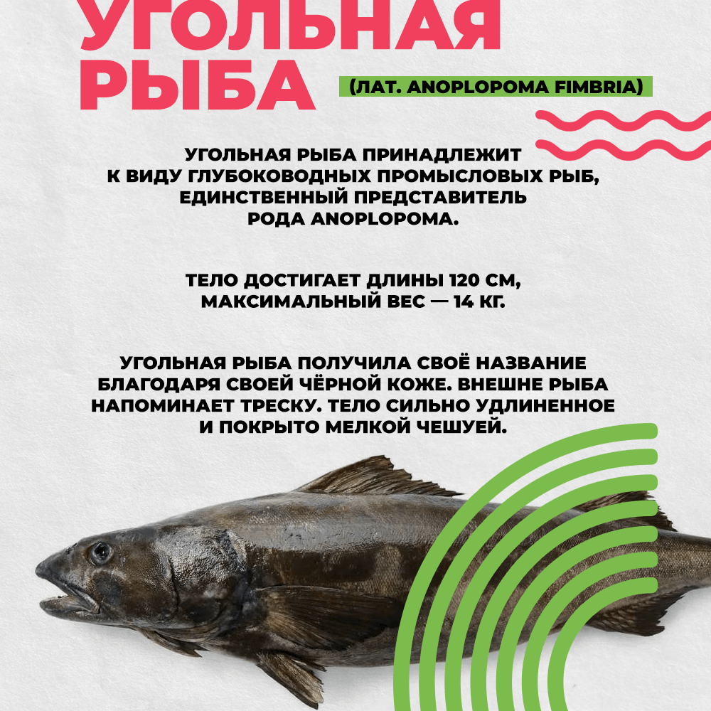 Угольная рыба что это фото