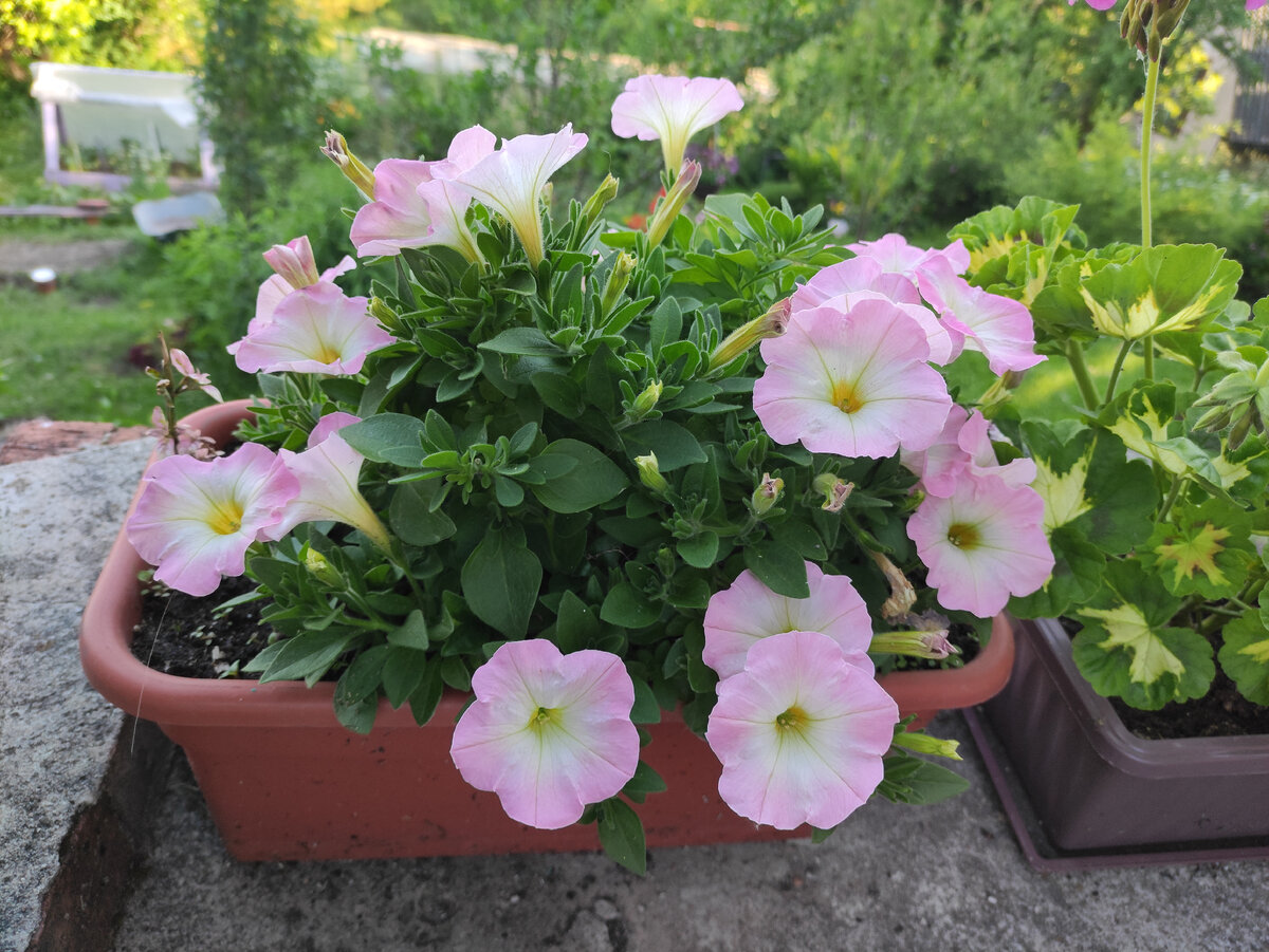 Trilogy salmon morn. Начало цветения. 