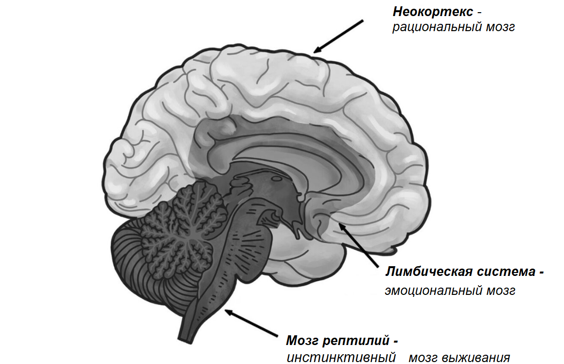 Миф о триединой модели мозга: что не так с распространённой теорией Пола  Маклина | Возраст счастью не помеха! | Дзен