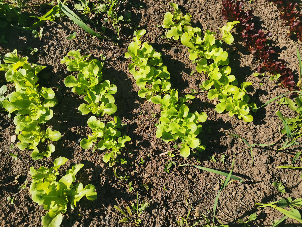 Максимум неделя и можно уже будет рвать