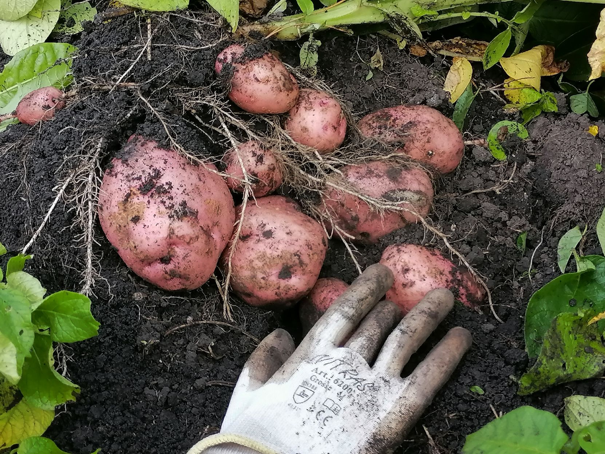 Картофель Жуковский ранний. Выкопали картофель.