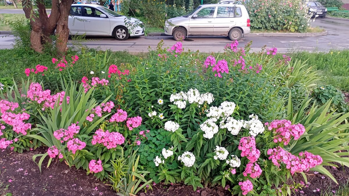 Клумба с метельчатыми флоксами во дворе многоэтажки. Фотография Цветы вокруг нас