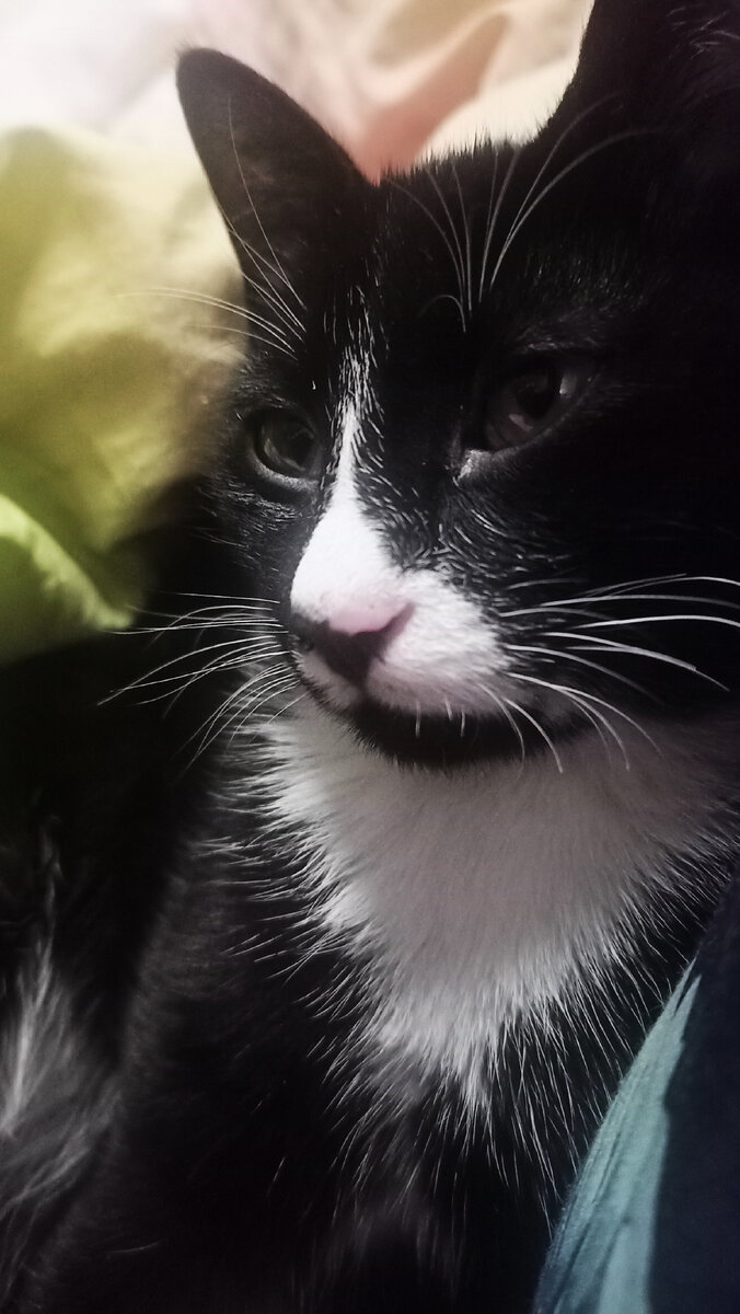 Первые дни у нас, очень грустная кошечка....