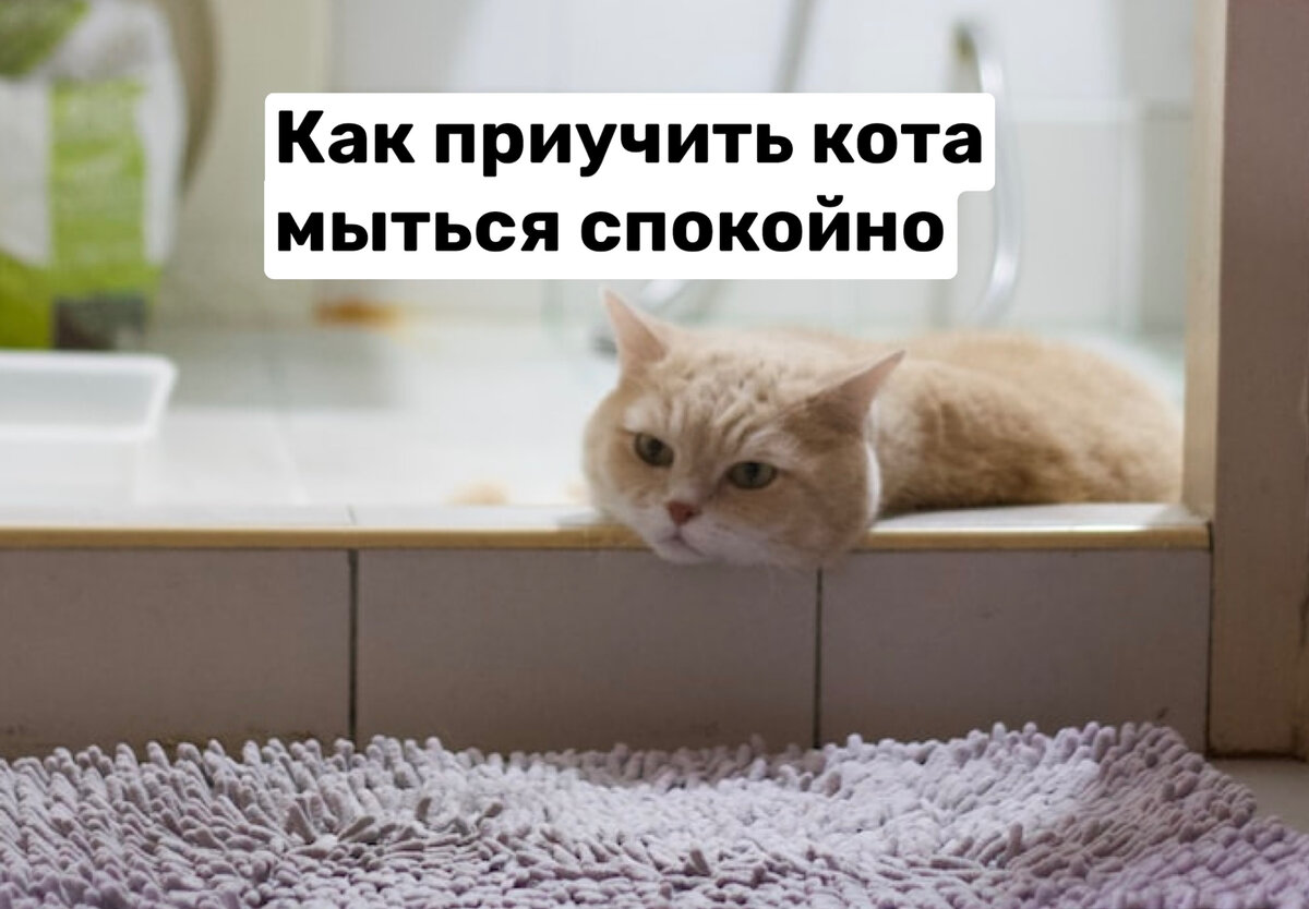 Как приучить кота мыться спокойно | Cat talk зоопсихолог | Дзен