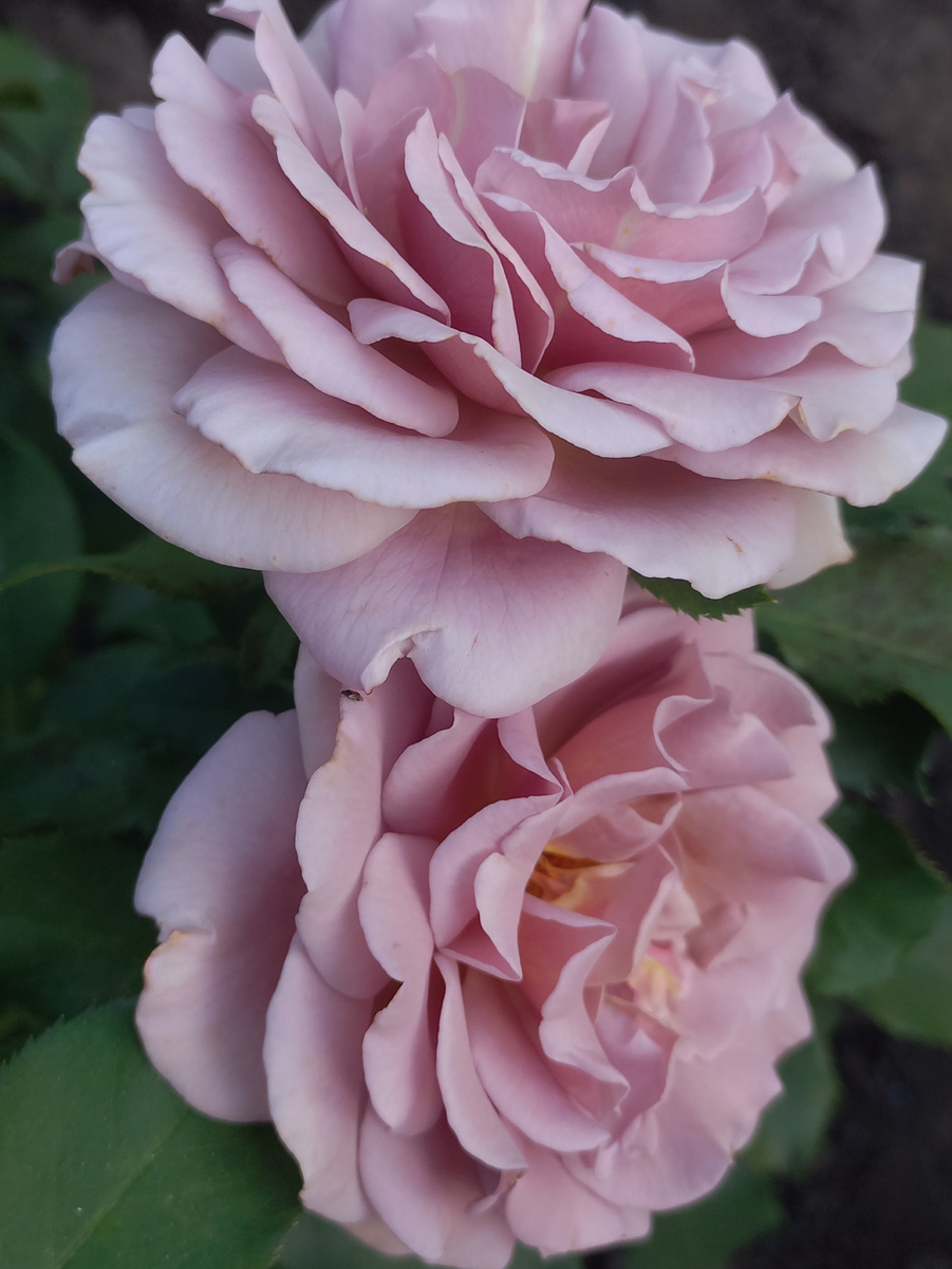 Koko Loko,флорибунда